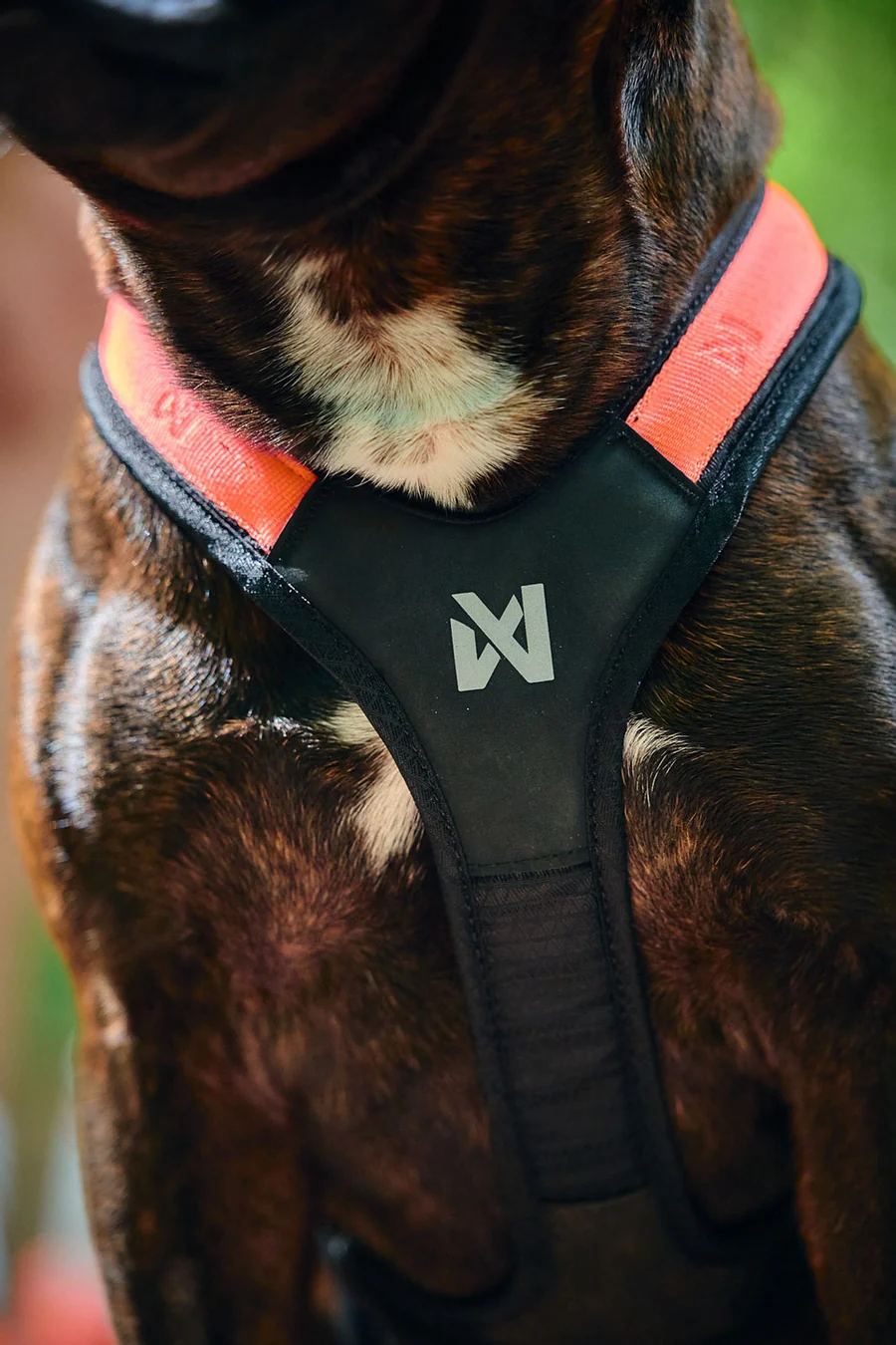 Rush harness black orange 4511 4517 25 lifestyle jpg
