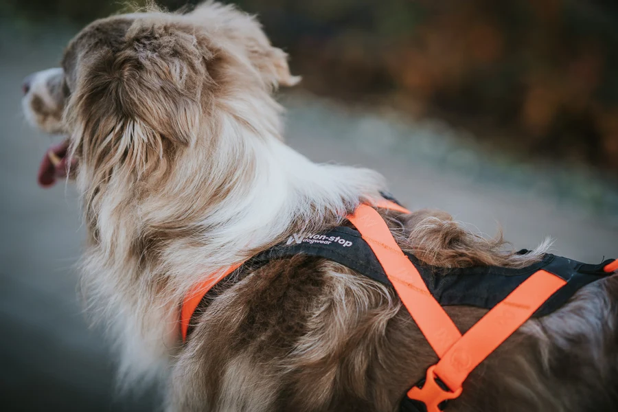 Rush harness black orange 4511 4517 26 lifestyle jpg 281 29