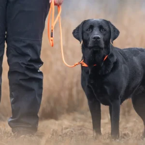 retriever leash mood 1