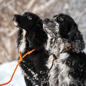 retriever leash setting 2